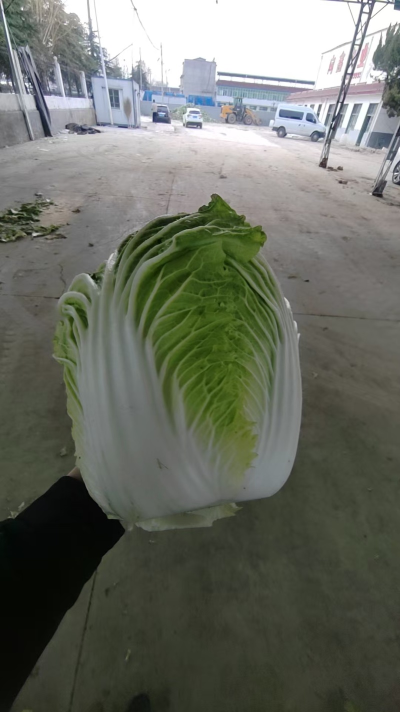 白菜