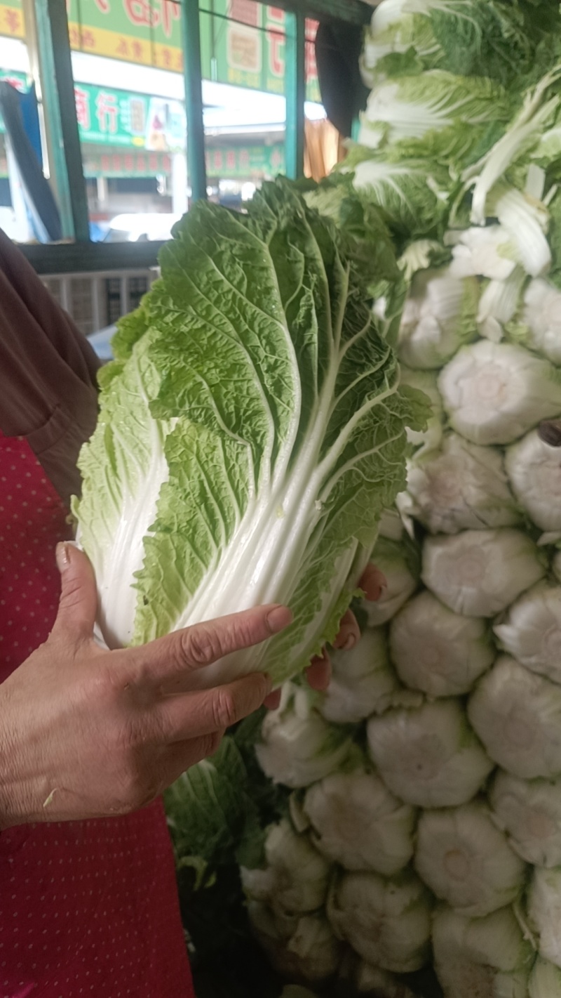 白菜