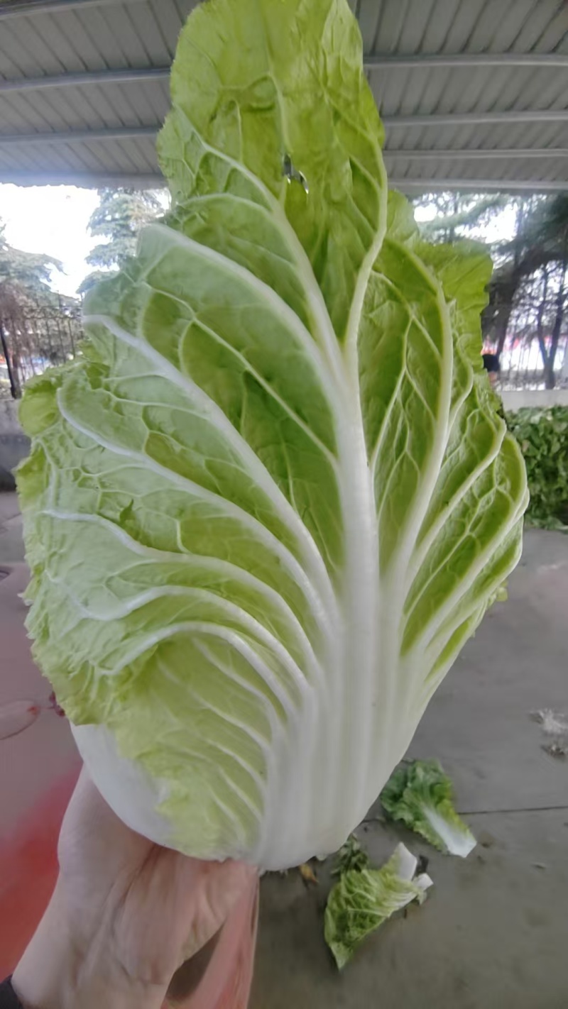 白菜