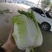 白菜