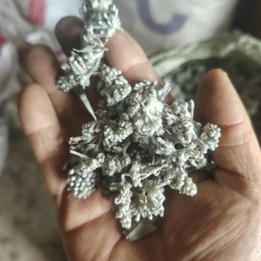 密蒙花，又名米汤花，野外原生态采摘哂干，前期货花蕾多