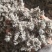 密蒙花，又名米汤花，野外原生态采摘哂干，前期货花蕾多