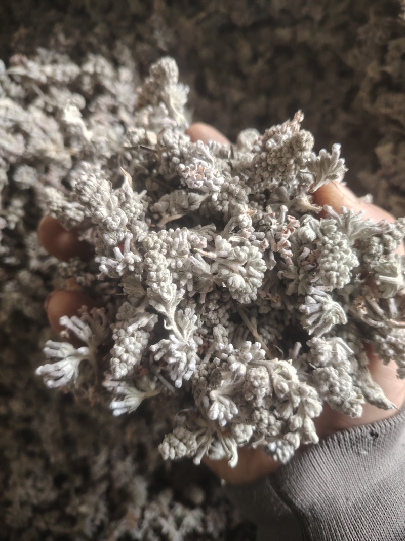 密蒙花，又名米汤花，野外原生态采摘哂干，前期货花蕾多