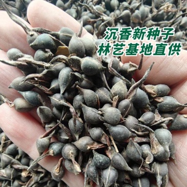 新采沉香种子海南沉香木树种子名贵树种子奇楠发芽率高