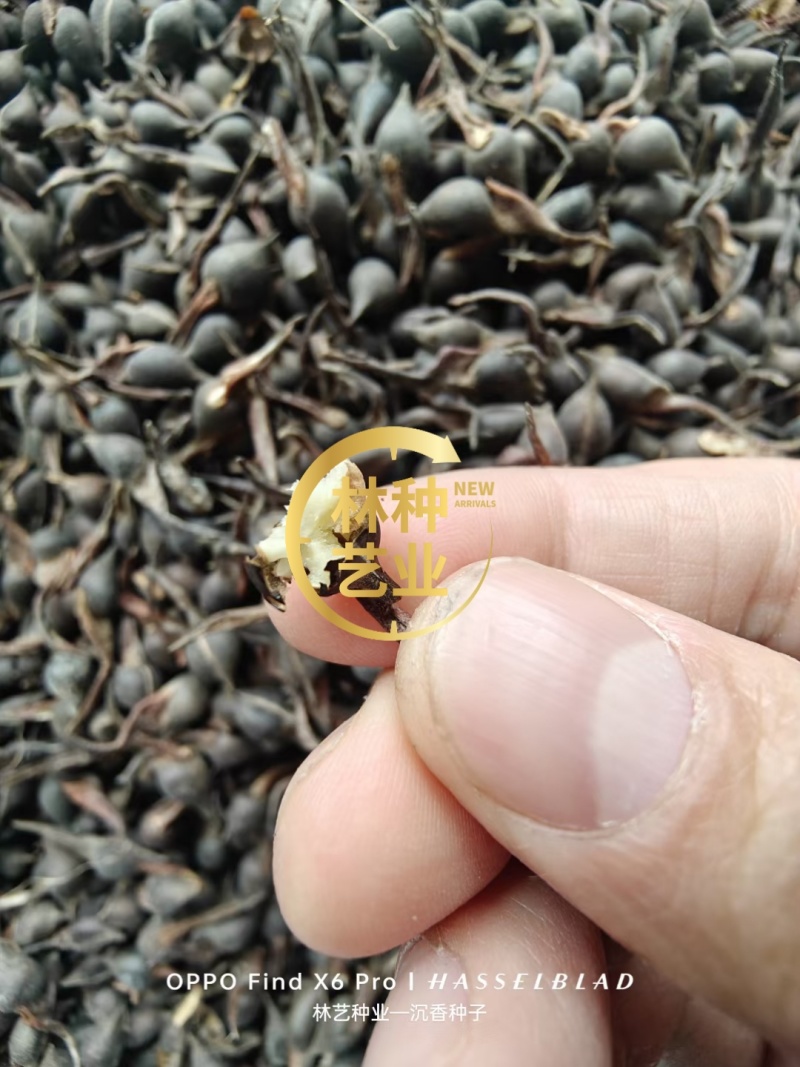新采沉香种子海南沉香木树种子名贵树种子奇楠发芽率高