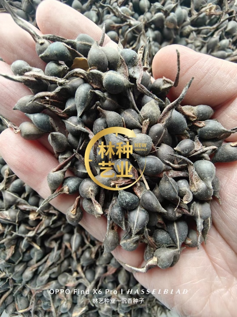 新采沉香种子海南沉香木树种子名贵树种子奇楠发芽率高