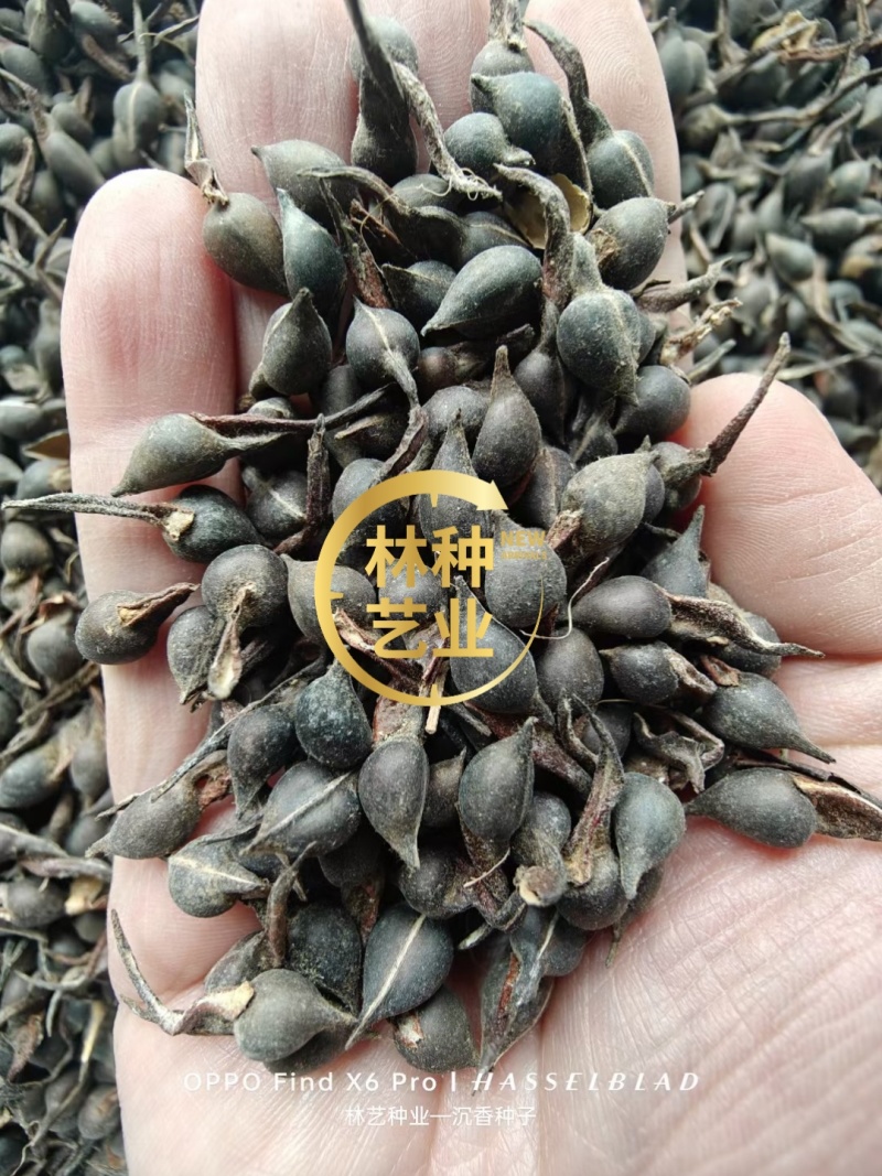新采沉香种子海南沉香木树种子名贵树种子奇楠发芽率高