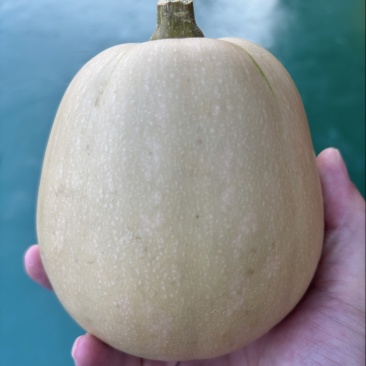 自家种植水果南瓜