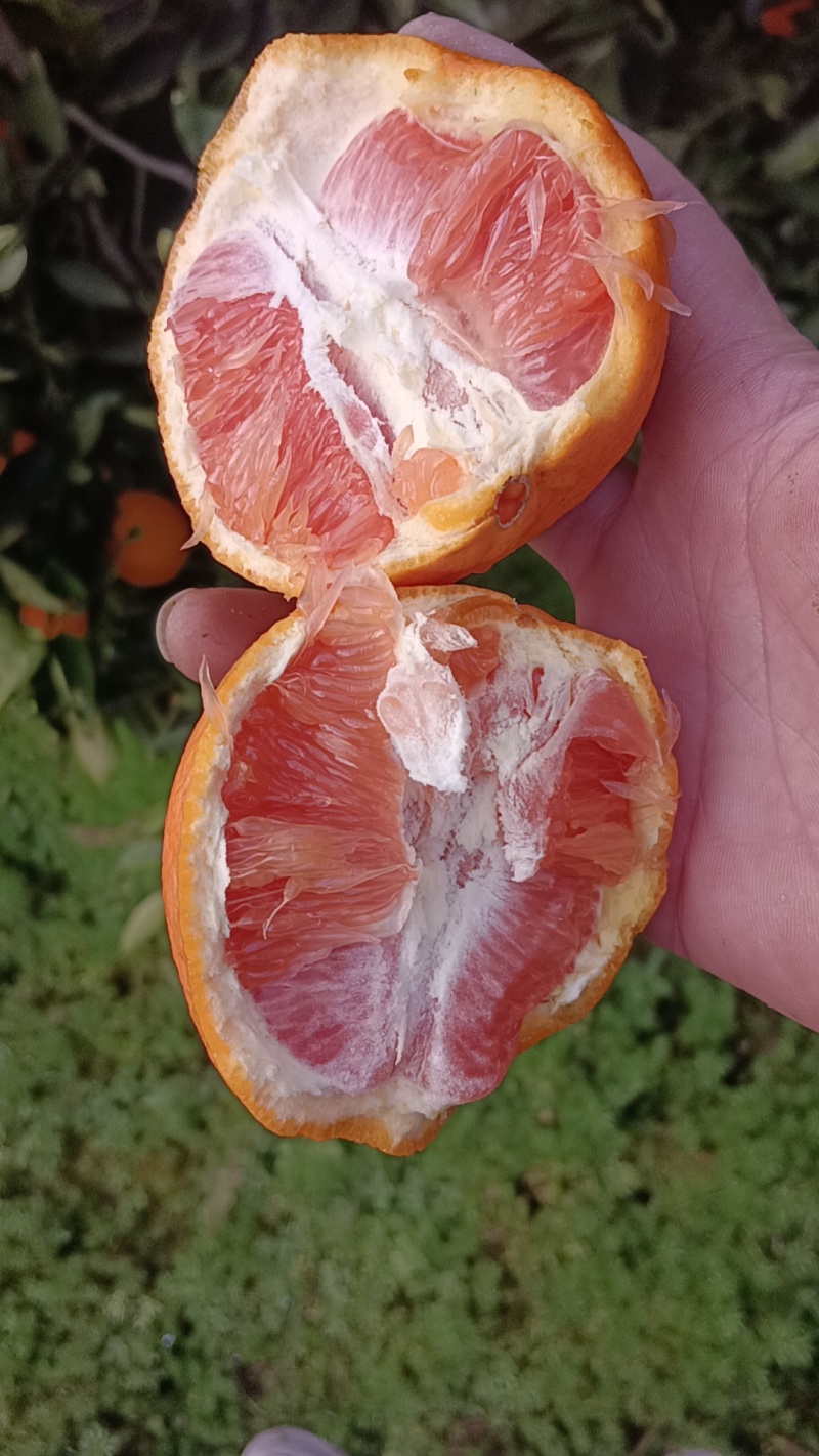 湖北秭归中华红橙