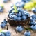 云南高原蓝莓，阳光直采