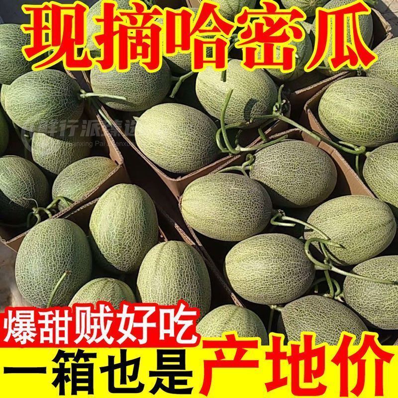 海南哈密瓜一件代发高品质坏果包赔