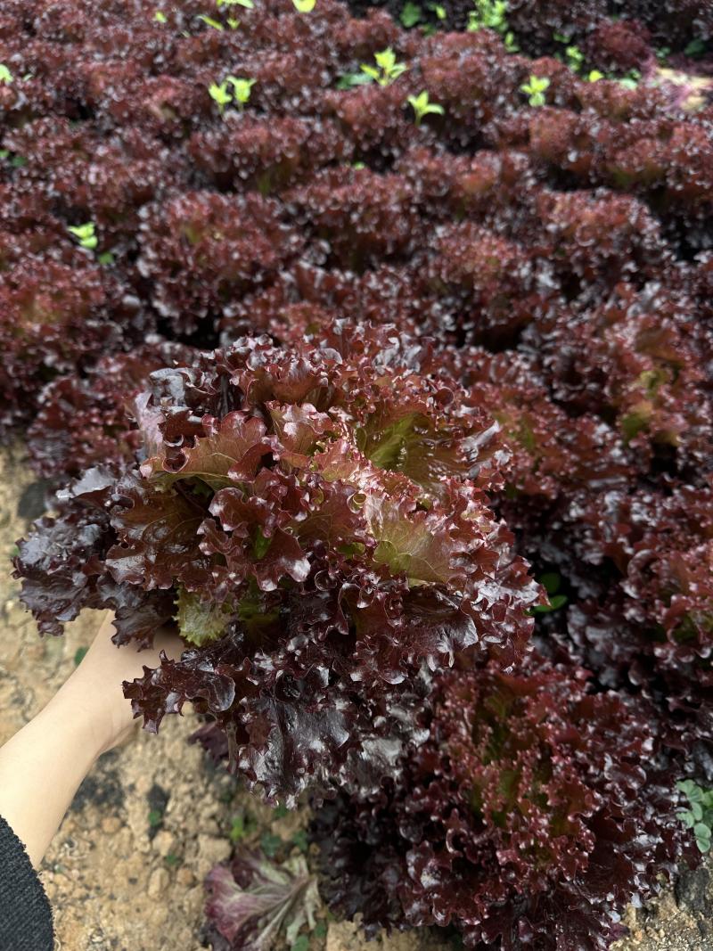 精品紫叶生菜