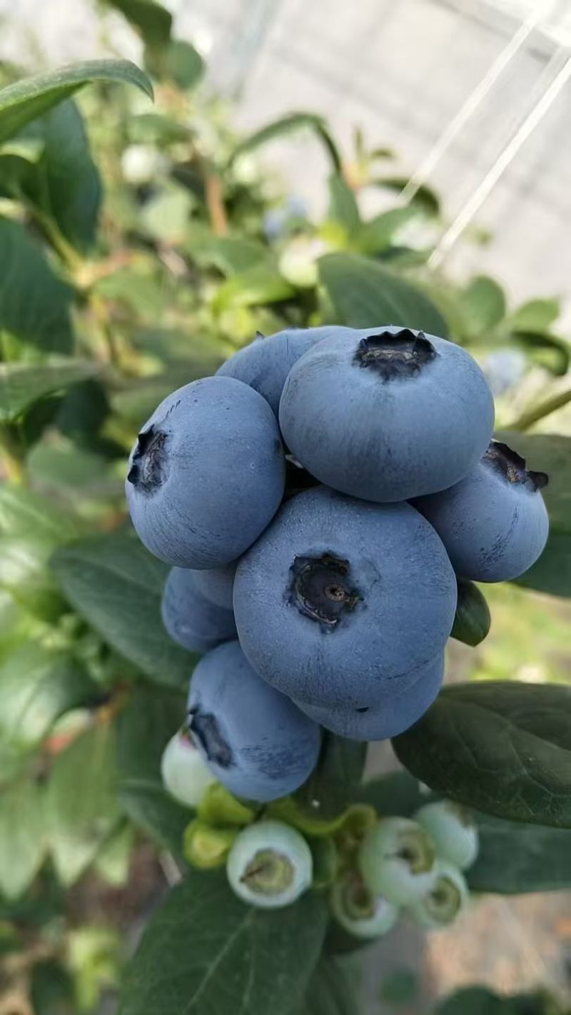 山东本地蓝莓大量上市，品种齐全全国发货