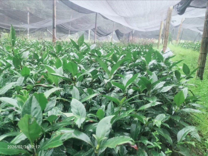 草珊瑚苗