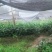 草珊瑚苗