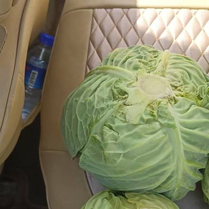 甘蓝