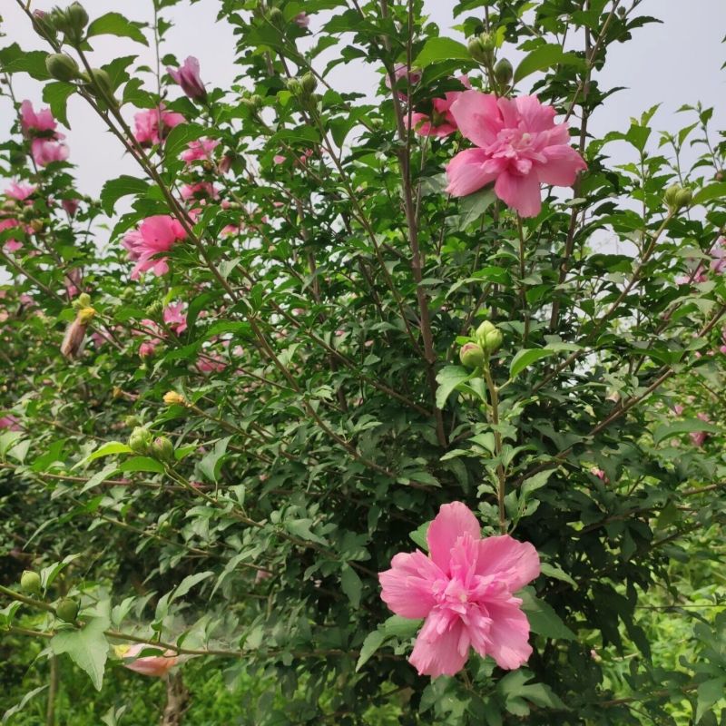 木槿树苗绿化木槿小苗苗篱笆苗单瓣木槿苗重瓣木槿小