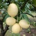 安岳柠檬