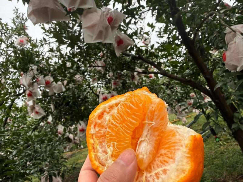 春见
