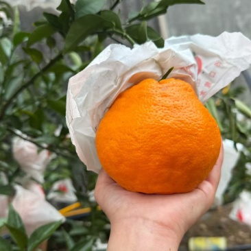 春见