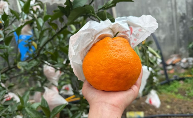 春见
