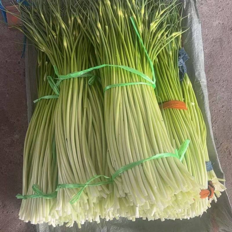 蒜苔，白帽蒜苔，红帽蒜苔大量供应，对接各档口电商平台商超