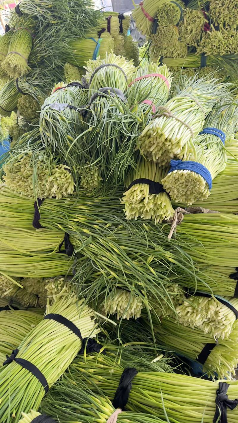 蒜苔上市，白帽蒜苔，蒜苔大量供应，全国供应