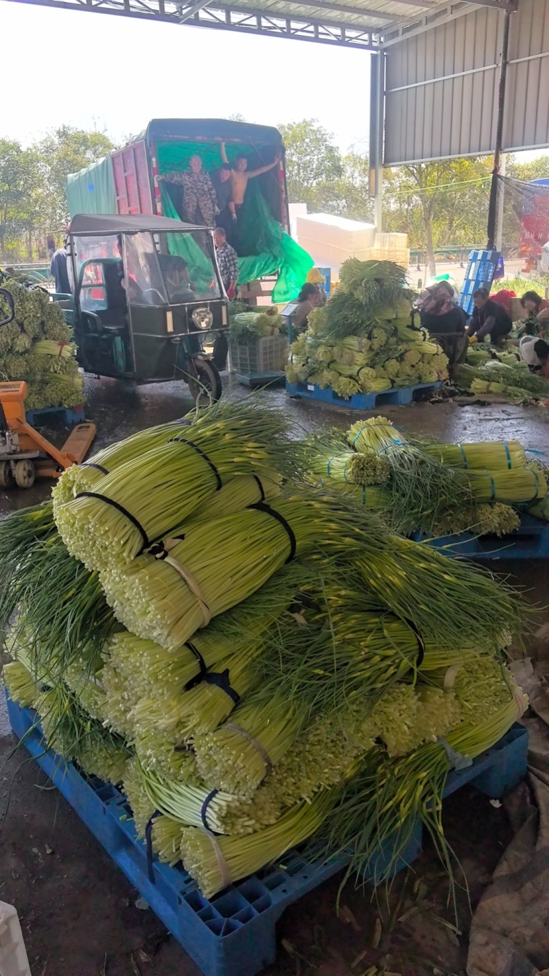 蒜苔，白帽蒜苔，红帽蒜苔大量供应，对接各档口电商平台商超