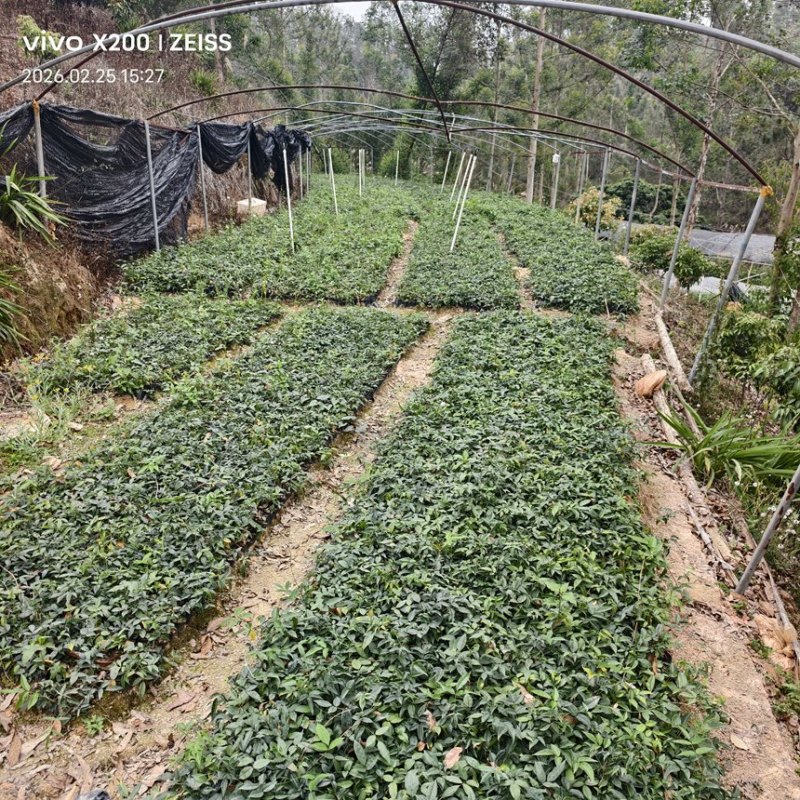 小叶牛大力苗产地直发带杯带土一手货源欢迎实地考察