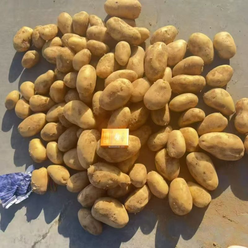 云南黄心土豆，价格优惠，质量保证，量大从优，质量保证