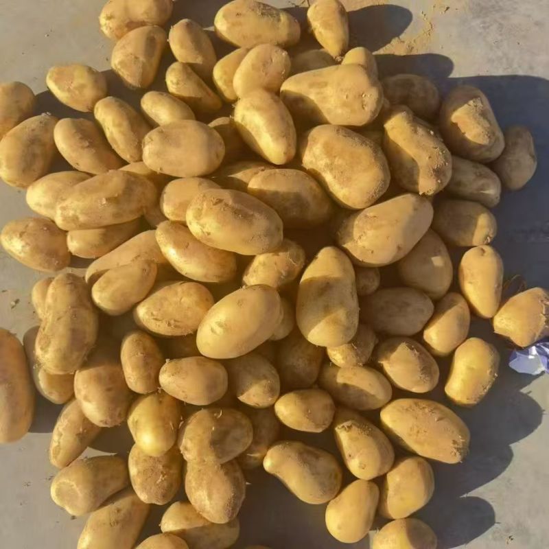 云南黄心土豆，价格优惠，质量保证，量大从优，质量保证