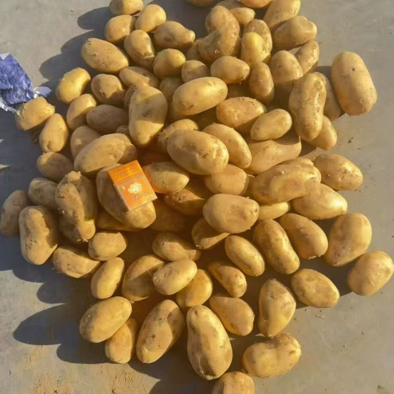 云南黄心土豆，价格优惠，质量保证，量大从优，质量保证