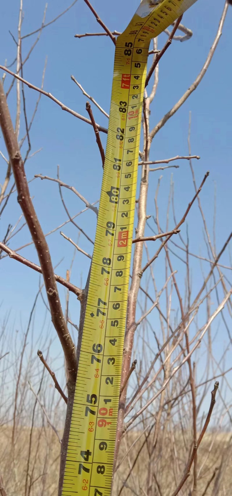5年鸡心果树苗，直径4至6公分