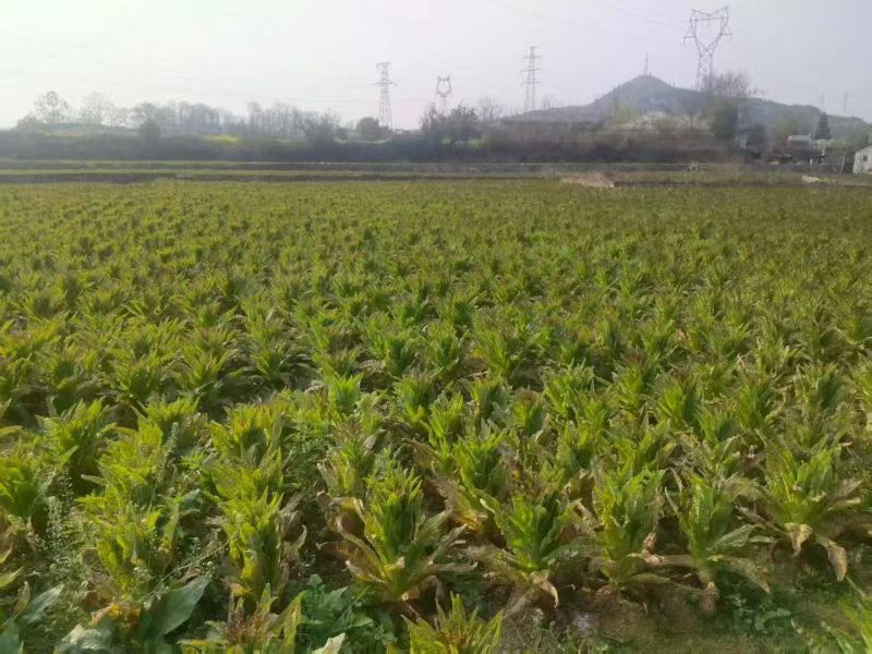 地基莴笋，价格便宜