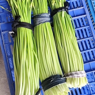 新鲜蒜薹