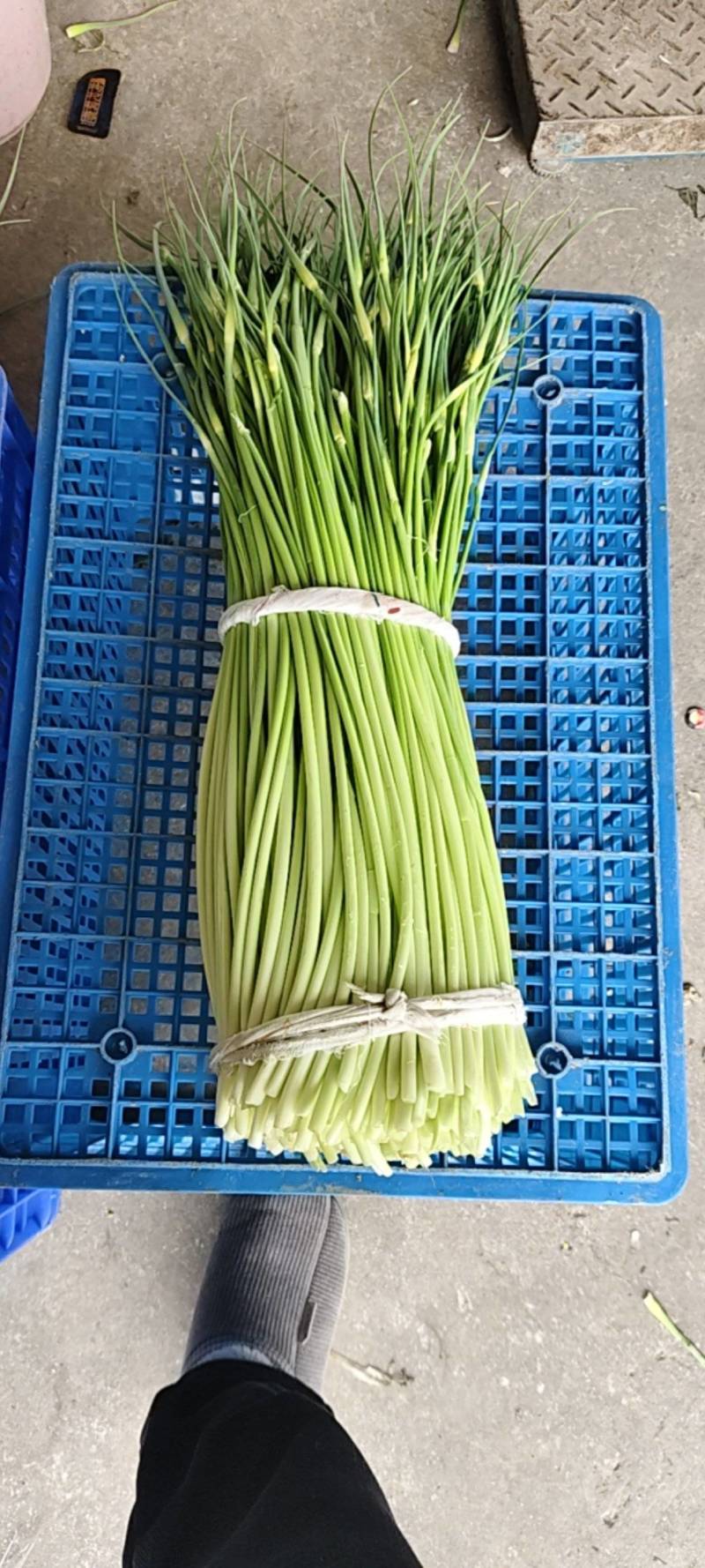 新鲜蒜薹