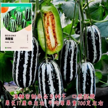 甜瓜种子海糖蜜杂交酥脆香甜瓜种子基地专用杂交甜瓜种子