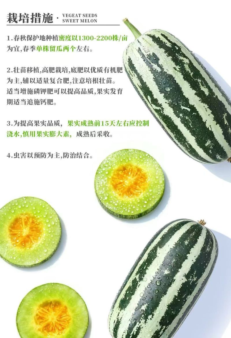 甜瓜种子海糖蜜杂交酥脆香甜瓜种子基地专用杂交甜瓜种子