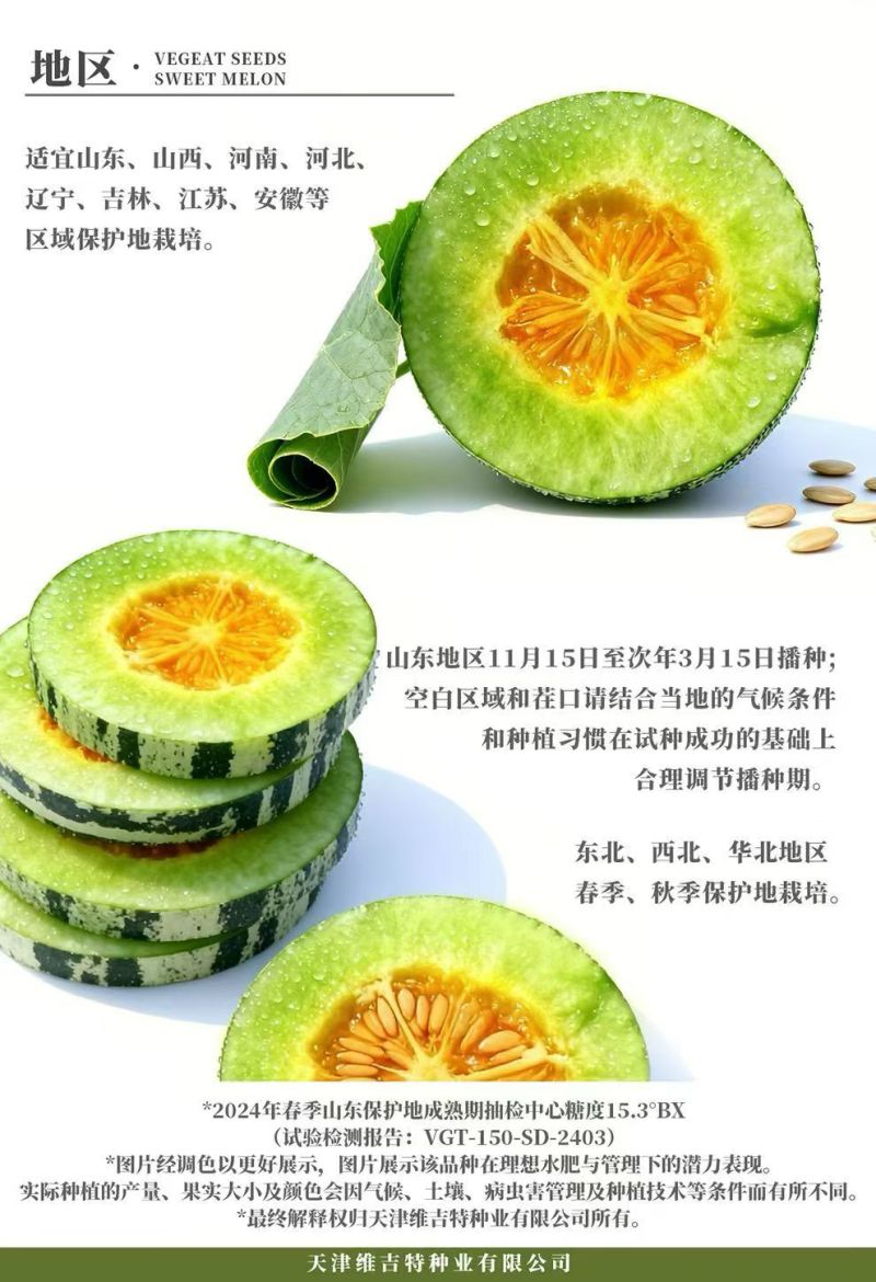 甜瓜种子海糖蜜杂交酥脆香甜瓜种子基地专用杂交甜瓜种子