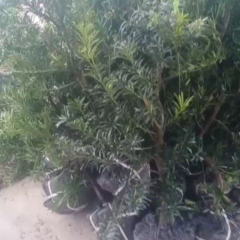 标准罗汉松