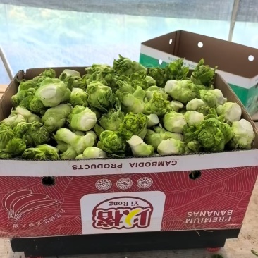 儿菜头100亩