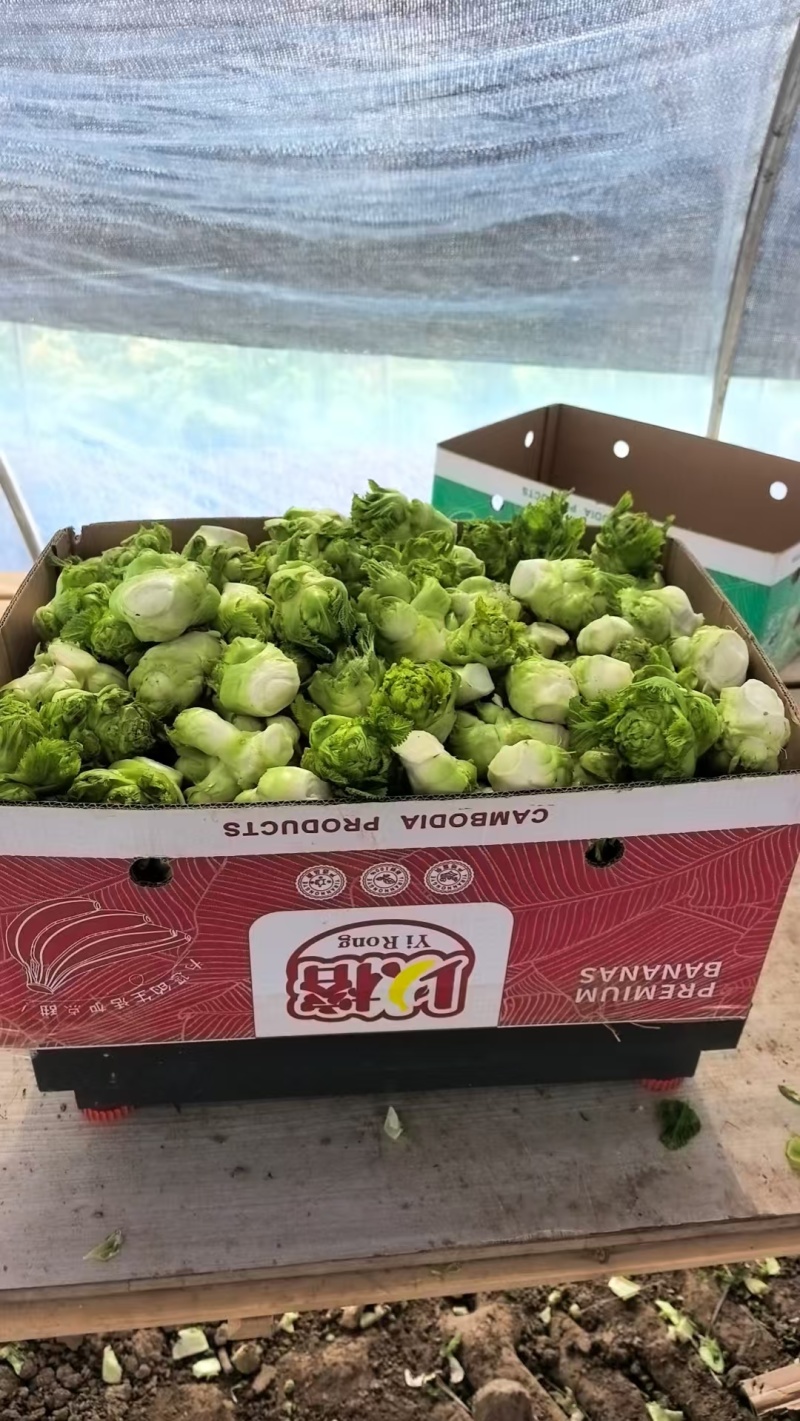 儿菜头100亩