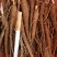 【精品】白芍苗大量批发品质好价格优火爆抢购中