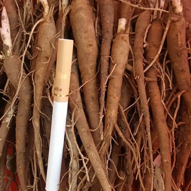 【精品】白芍苗大量批发品质好价格优火爆抢购中