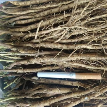 牡丹苗一年苗两年苗种植现挖现发新鲜产地直发量大优惠