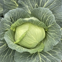 包菜
