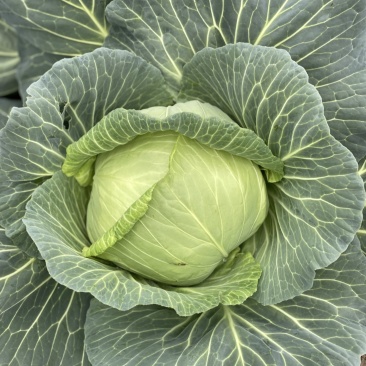 包菜