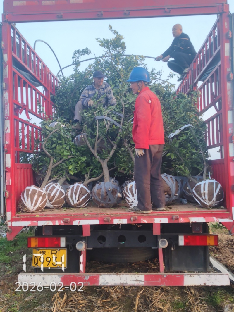 5公分的桔子树，蜜桔树，世纪红桔树，国庆蜜桔，大芬蜜桔