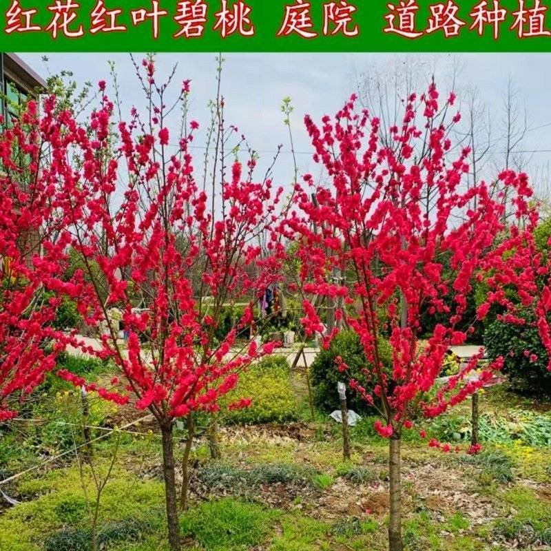 红叶碧桃苗紫叶碧桃苗基地1一10公分量大，红叶碧桃树