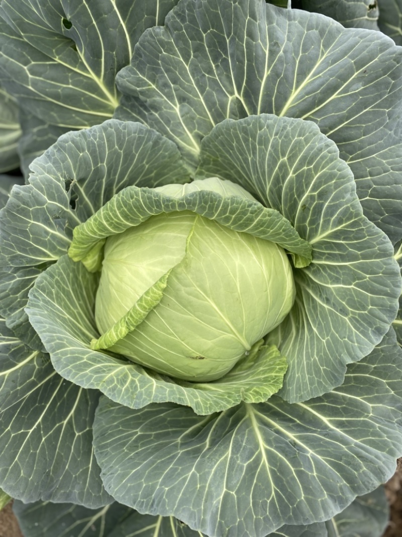 包菜